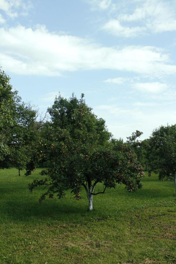 קמפינה Casa Rurala Cu Livada Lavandra מראה חיצוני תמונה